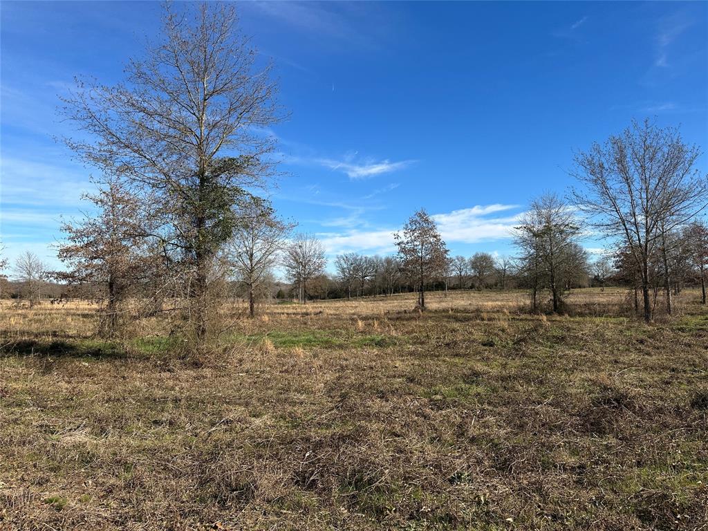 0 County Road 2425 Como, TX 75431 - Photo 17 of 36 a view of a yard with lots of bushes