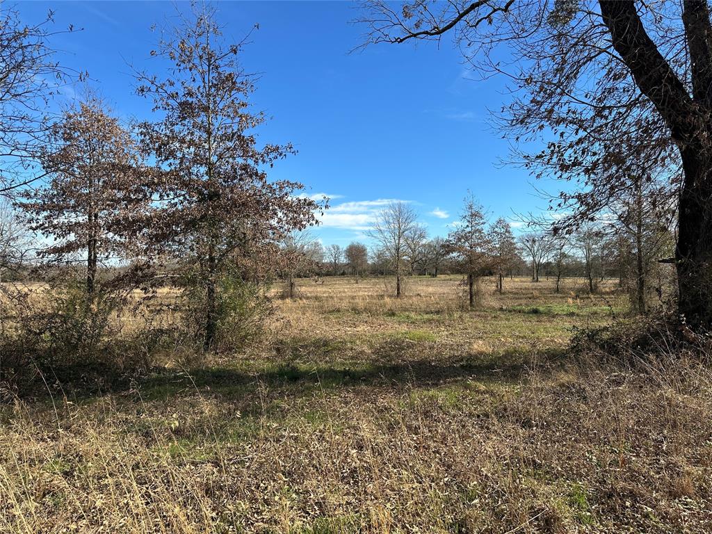 0 County Road 2425 Como, TX 75431 - Photo 18 of 36 a view of a yard with large trees