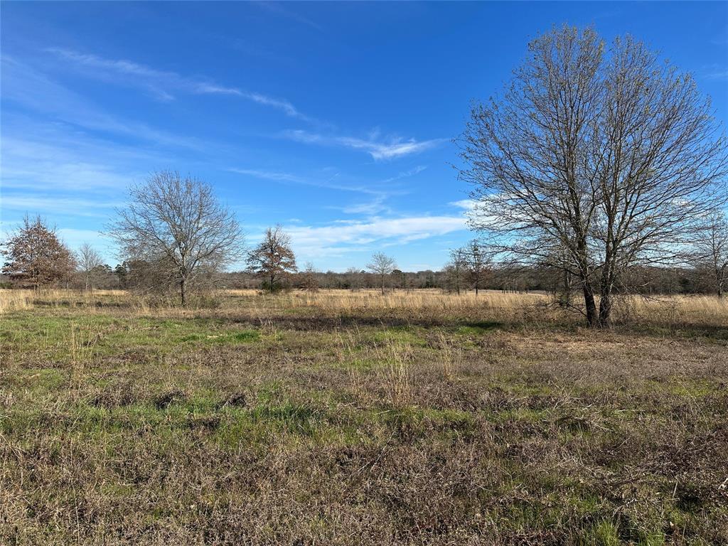 0 County Road 2425 Como, TX 75431 - Photo 19 of 36 a view of a yard with a tree