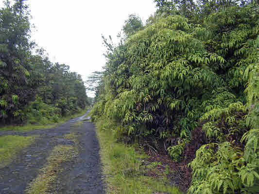 11-2010 Volcano Road Volcano, HI 96785 - Photo 1 of 4