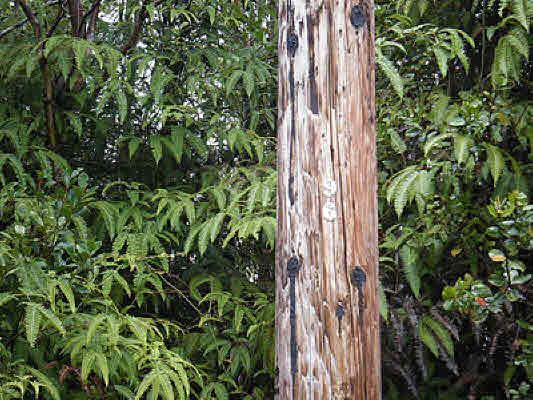 11-2010 Volcano Road Volcano, HI 96785 - Photo 2 of 4