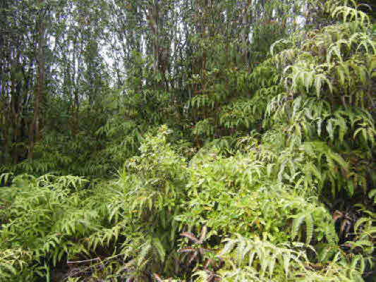 11-2010 Volcano Road Volcano, HI 96785 - Photo 3 of 4
