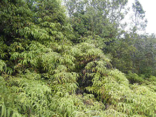 11-2010 Volcano Road Volcano, HI 96785 - Photo 4 of 4