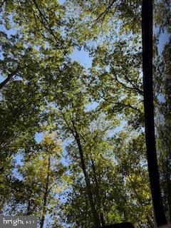 0 Palmer Road Gerrardstown, WV 25420 - Photo 12 of 41 a view of a tree