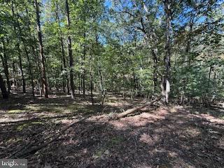 0 Palmer Road Gerrardstown, WV 25420 - Photo 36 of 41 a view of a forest with trees