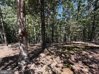 0 Palmer Road Gerrardstown, WV 25420 - Photo 38 of 41 a view of a forest filled with trees