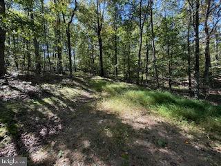 0 Palmer Road Gerrardstown, WV 25420 - Photo 7 of 41 a view of a forest with trees in the background