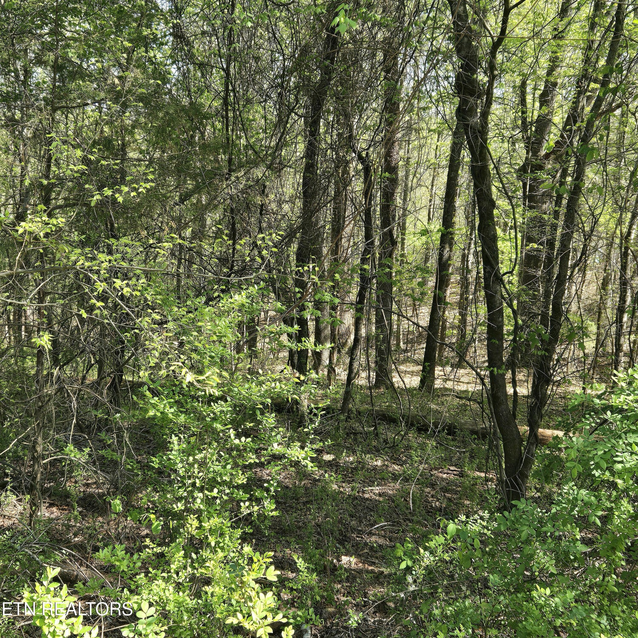 68 King Hill Rd Spring Spring City, TN 37381 - Photo 1 of 10 a view of a yard with a tree