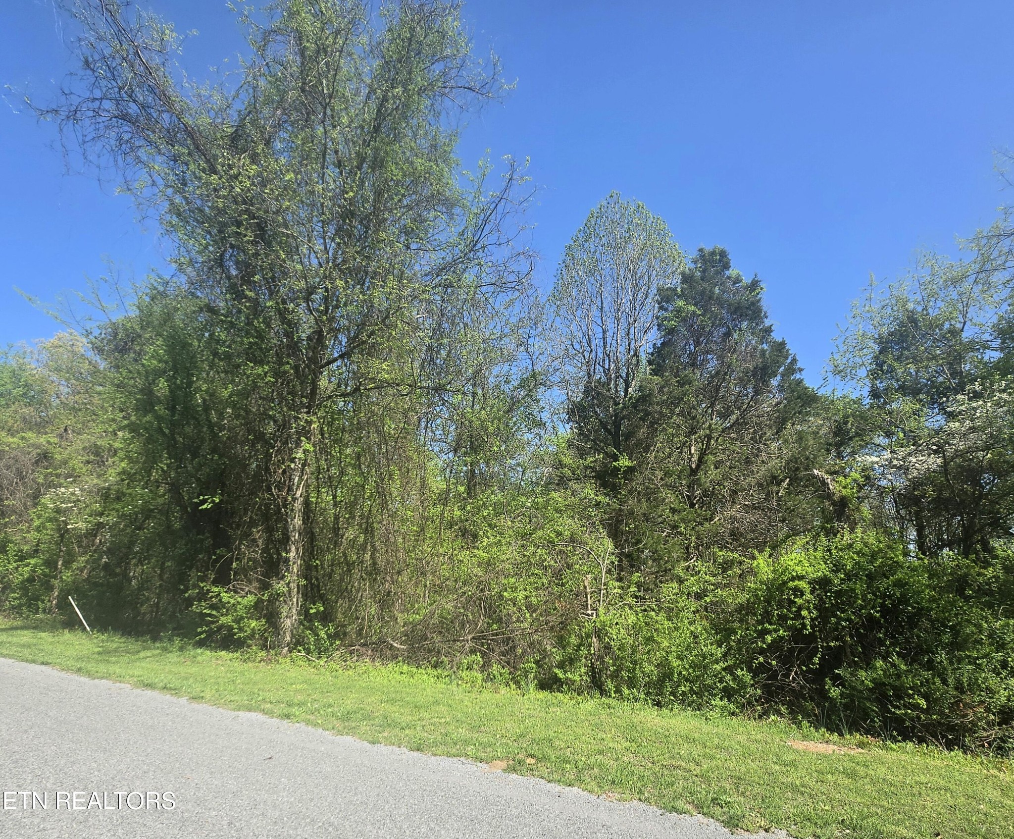 68 King Hill Rd Spring Spring City, TN 37381 - Photo 3 of 10 a view of a yard with an trees