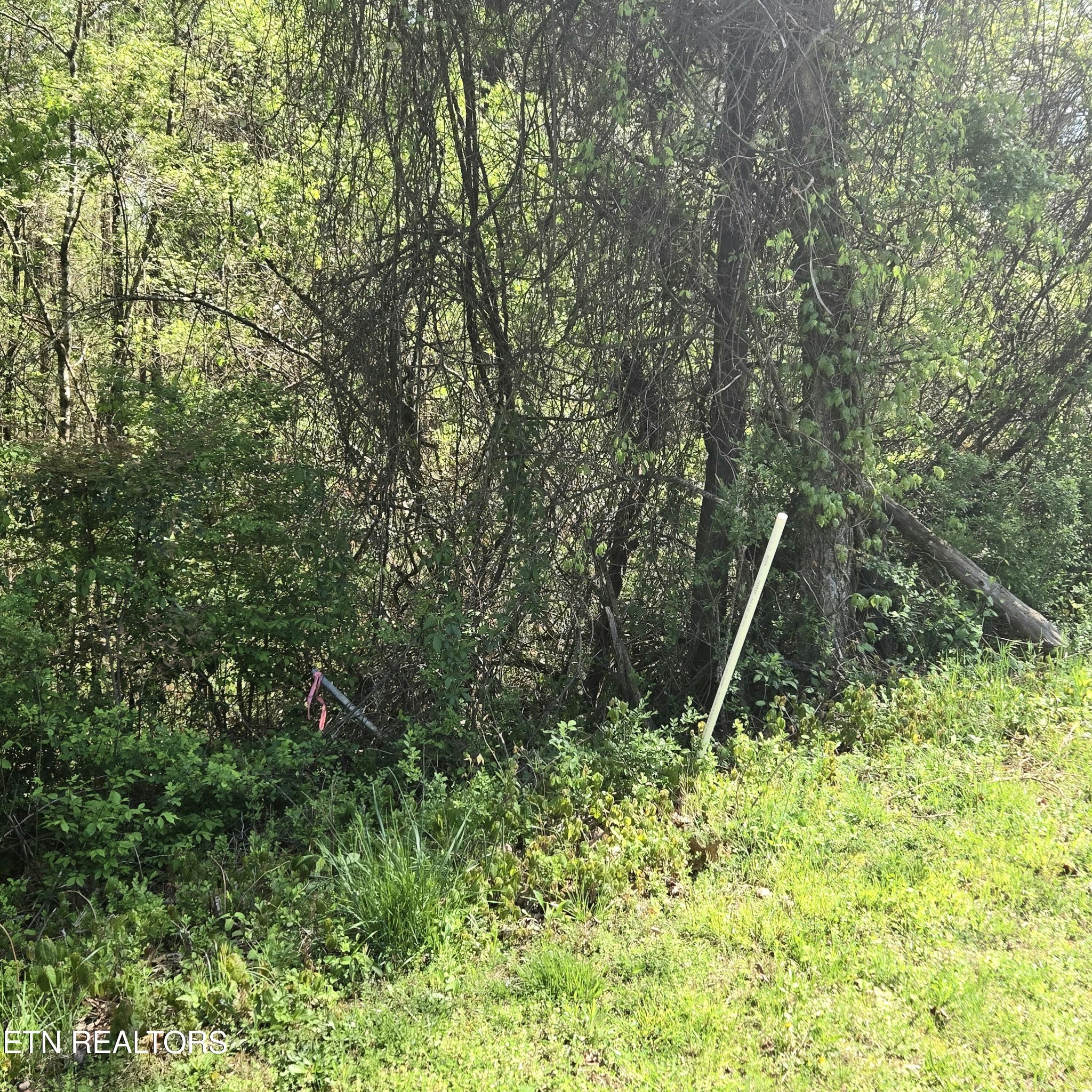 68 King Hill Rd Spring Spring City, TN 37381 - Photo 6 of 10 a view of a tree in a park
