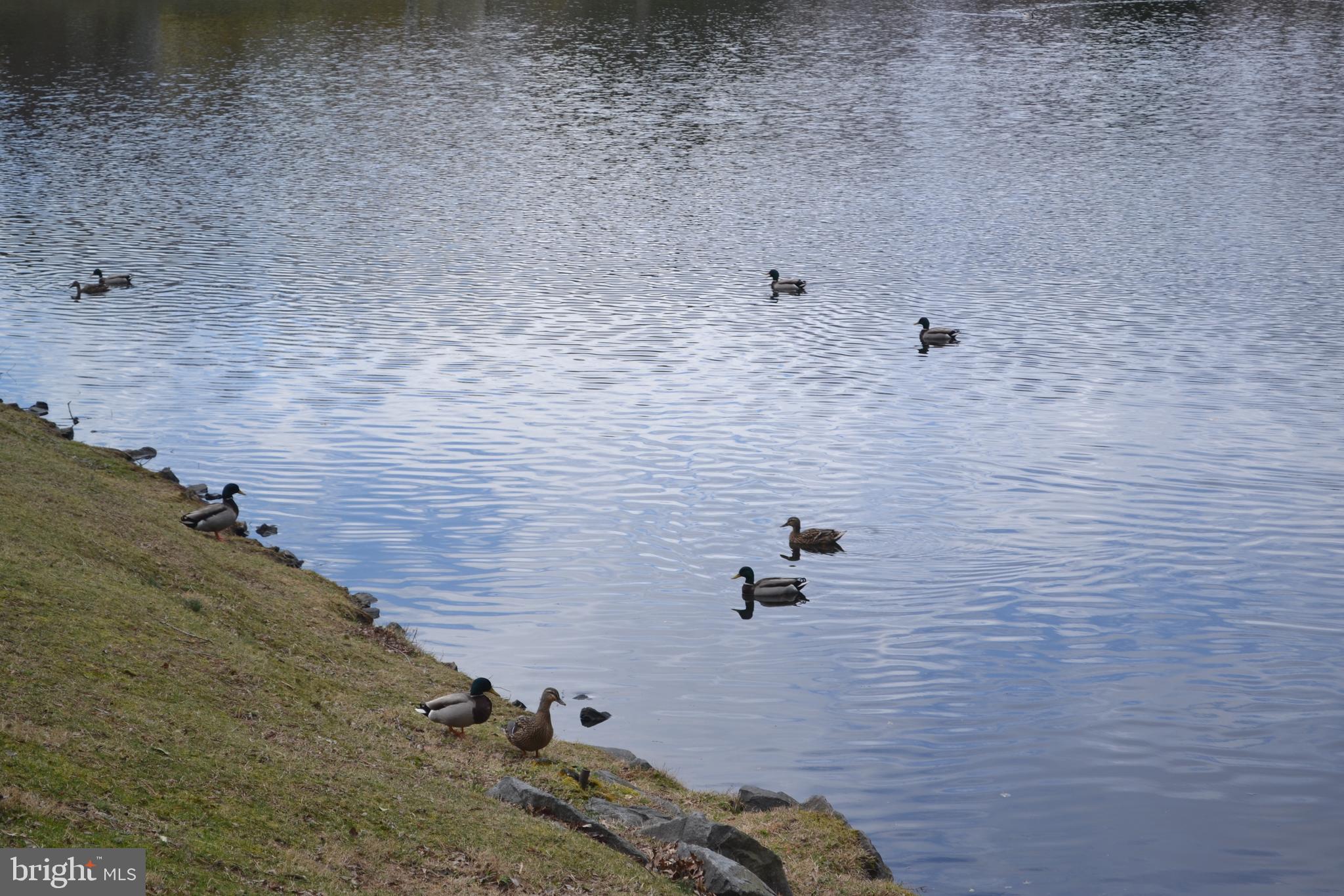 150 Kirkbride Road Voorhees, NJ 08043 - Photo 7 of 25 Rear Pond View