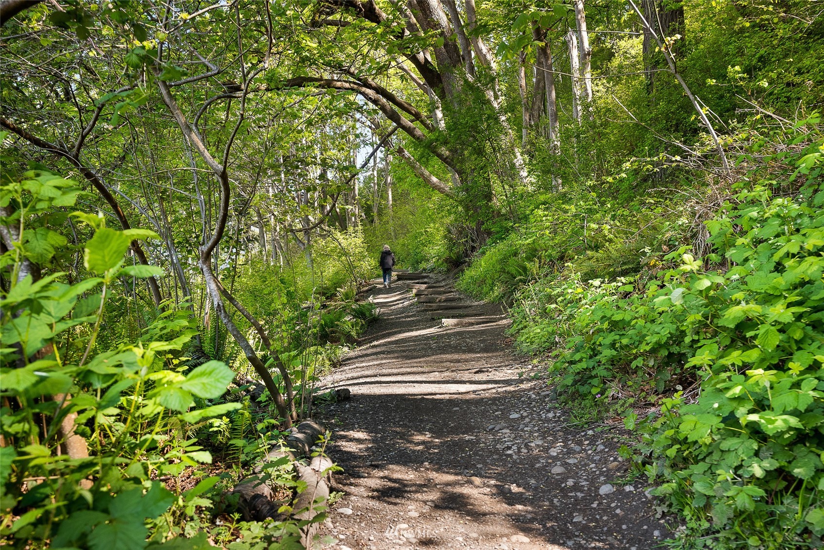 4207 Southwest Frontenac Street Seattle, WA 98136 - Photo 34 of 36 a view of path along with trees