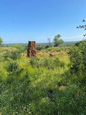 a view of a field with a tree