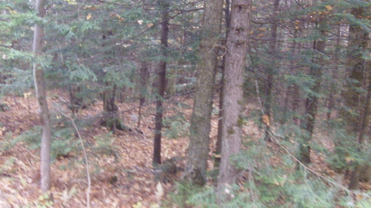 Worthington Road Windsor, MA 01270 - Photo 1 of 5 a close up of a forest