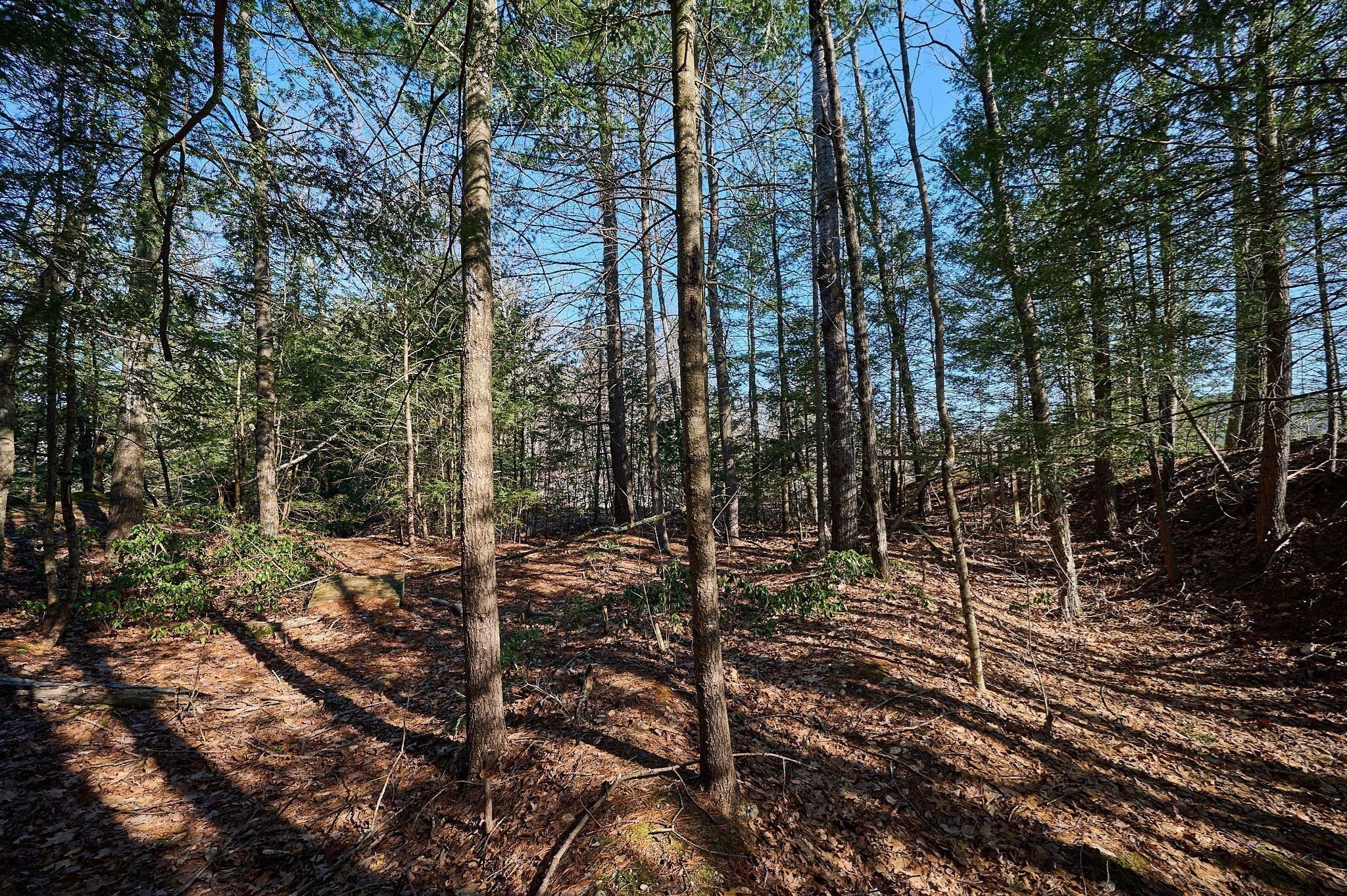 0 Pine Hill Road Russell, MA 01071 - Photo 5 of 15 Gallery Image 5