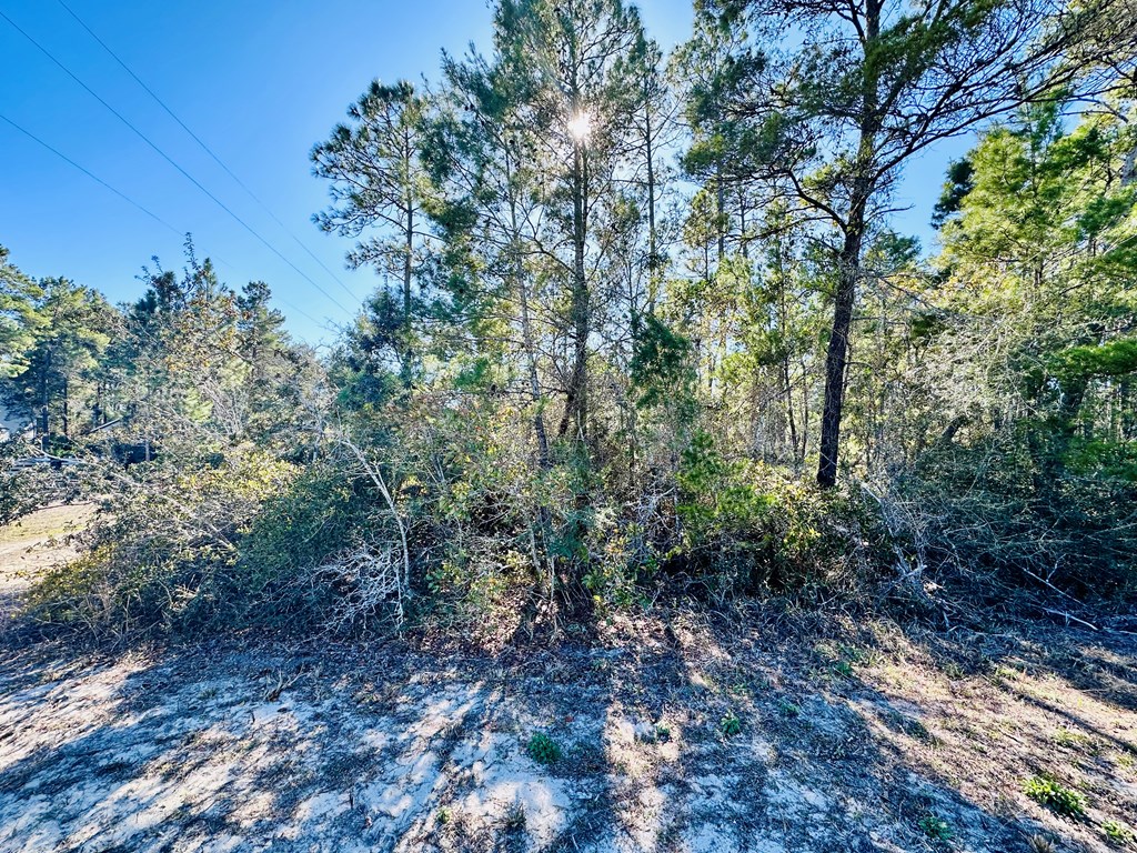 260 River Road Carrabelle, FL 32322 - Photo 2 of 12