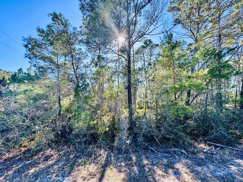 260 River Road Carrabelle, FL 32322 - Photo 5 of 12