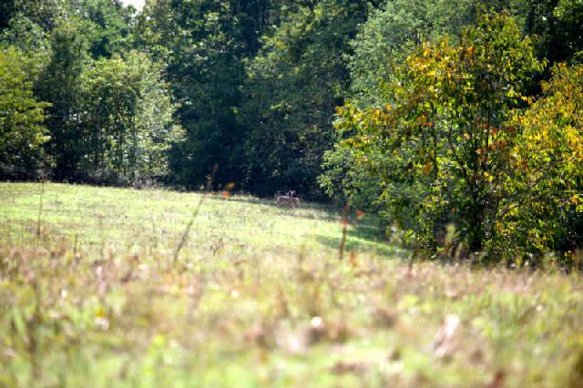 1812 Terrapin Branch Road Mount Pleasant, TN 38474 - Photo 9 of 20 Gallery Image 9