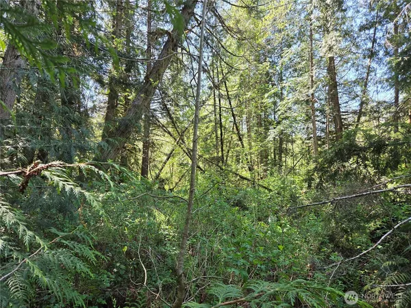 a view of a tree in a forest