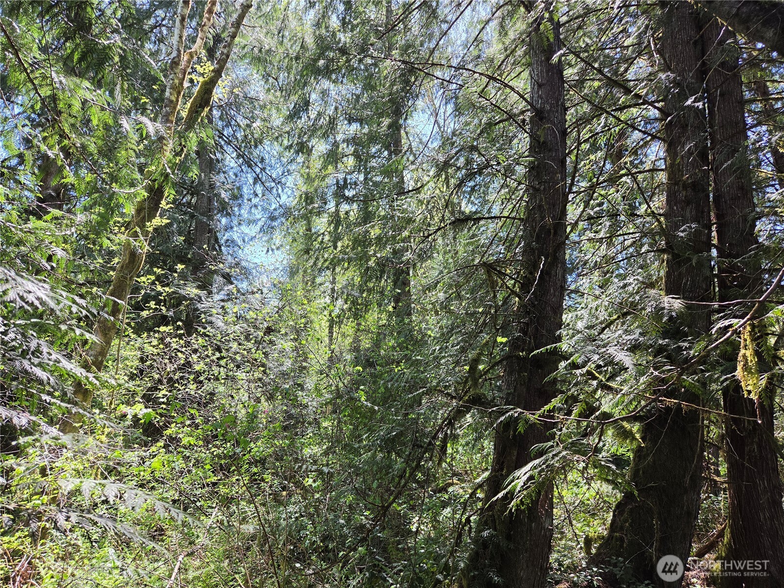 0 Falls Road Randle, WA 98377 - Photo 11 of 17 a view of a tree in a forest