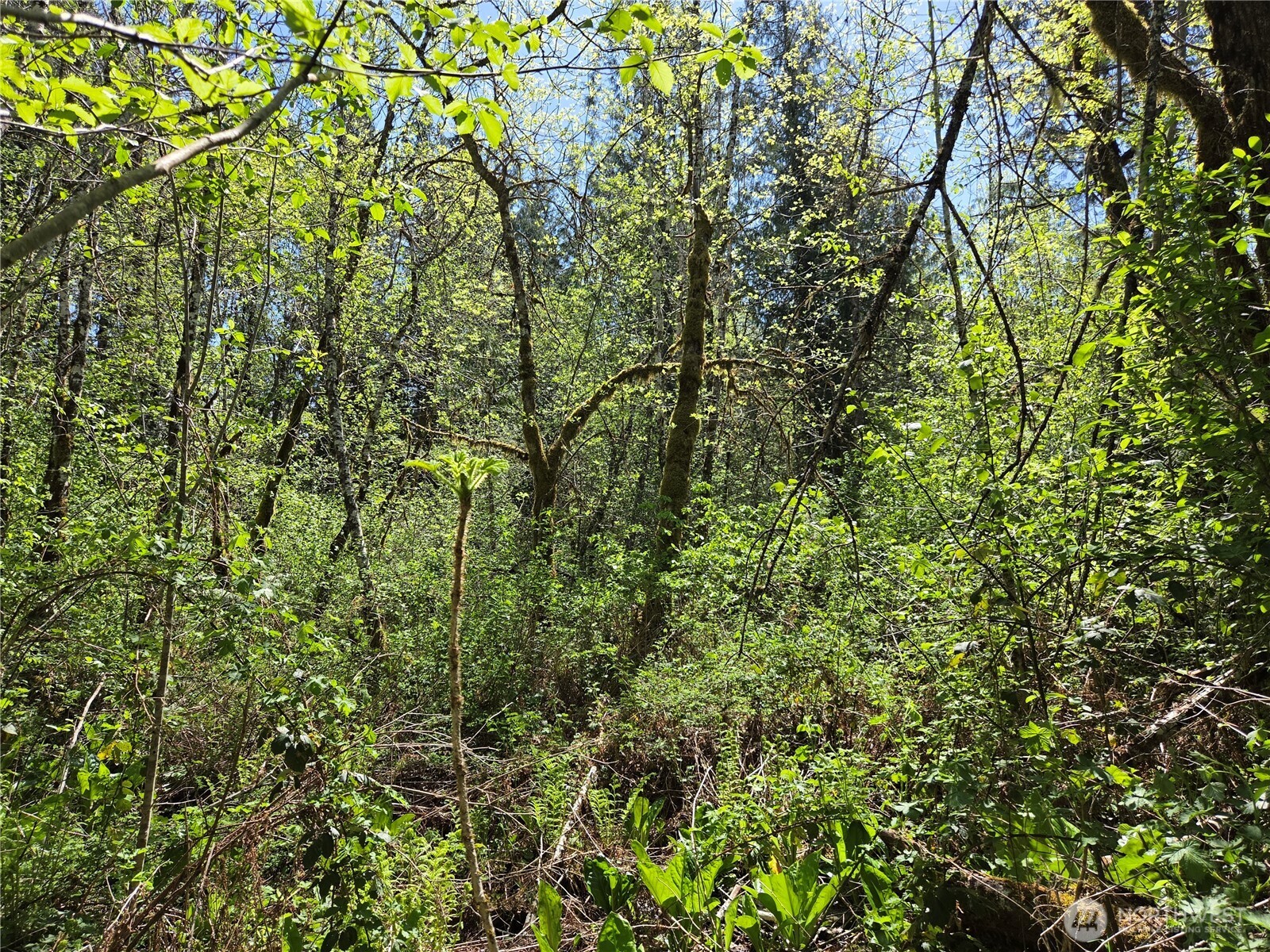 0 Falls Road Randle, WA 98377 - Photo 13 of 17 a view of a lush green forest