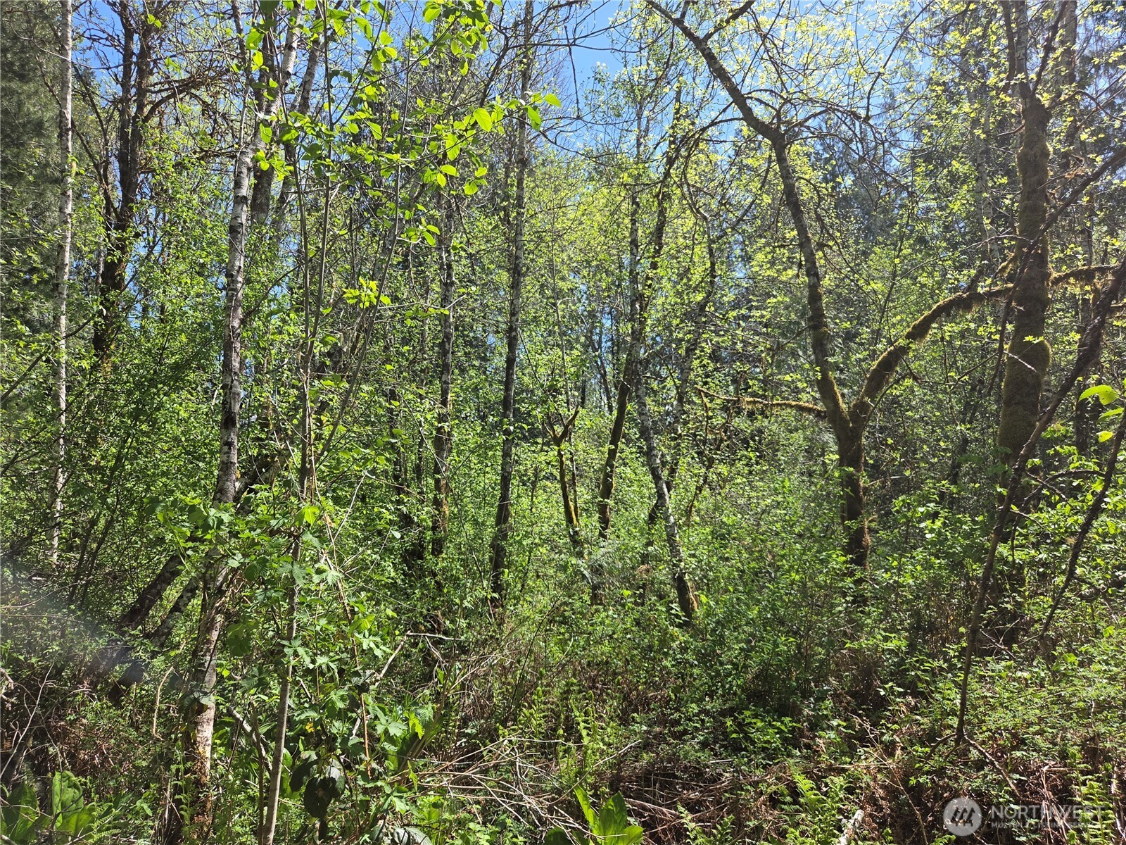0 Falls Road Randle, WA 98377 - Photo 14 of 17
