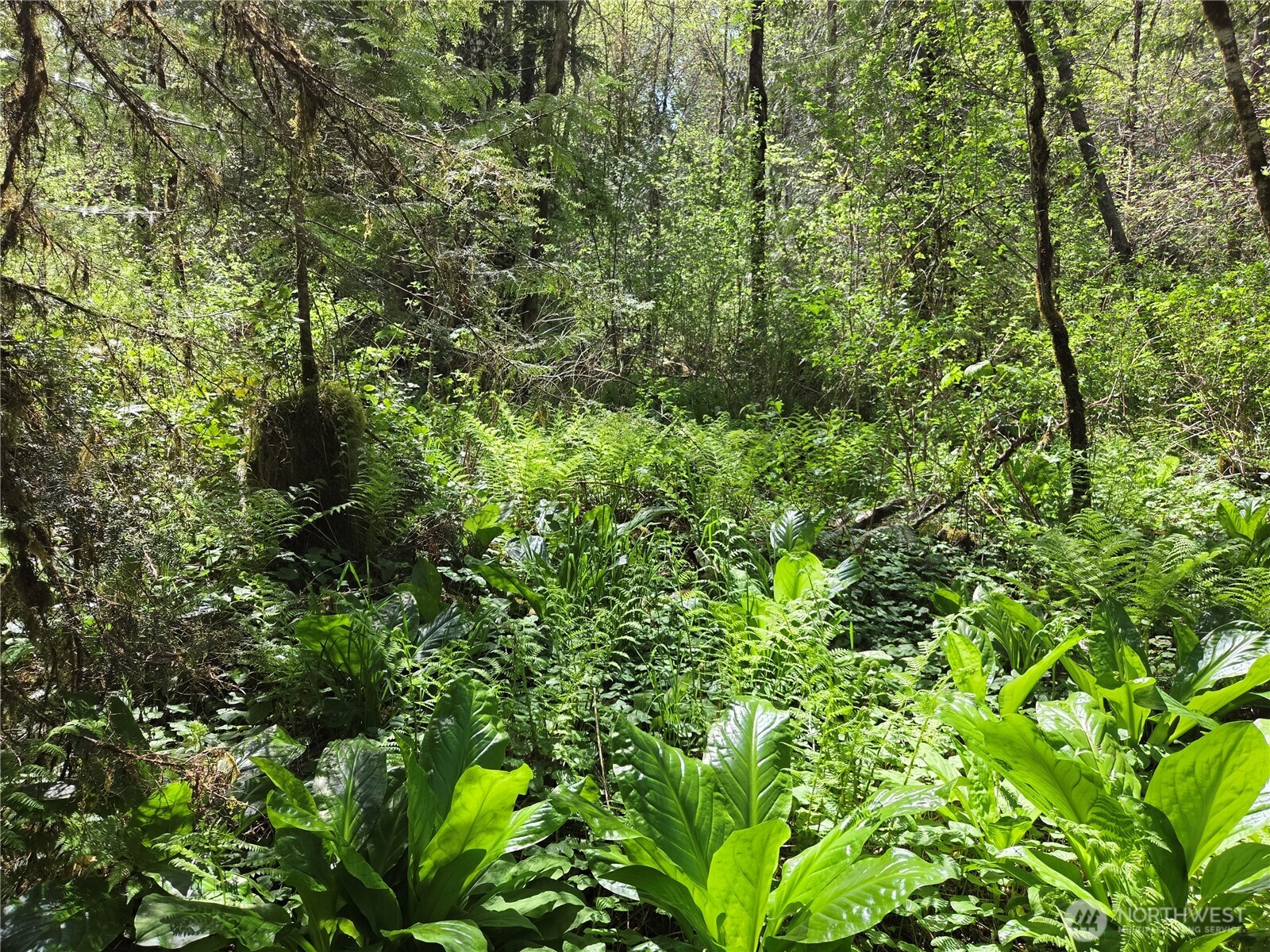 0 Falls Road Randle, WA 98377 - Photo 15 of 17 a view of a lush green forest