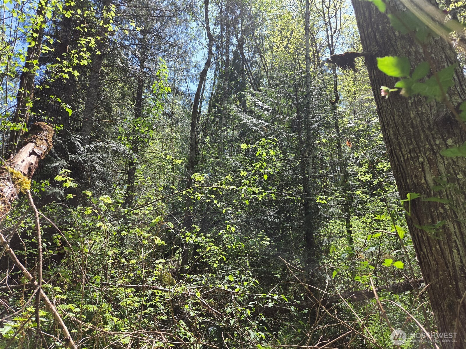 0 Falls Road Randle, WA 98377 - Photo 17 of 17 a picture of trees