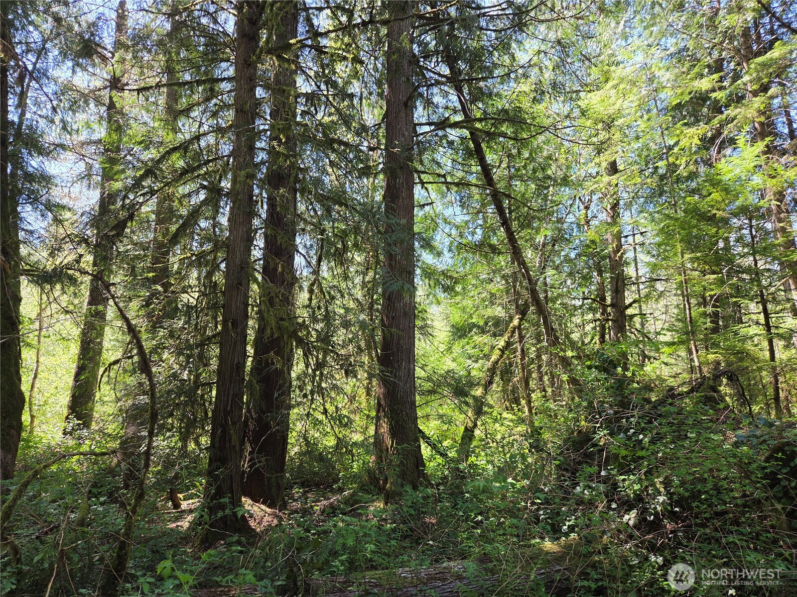 0 Falls Road Randle, WA 98377 - Photo 2 of 17