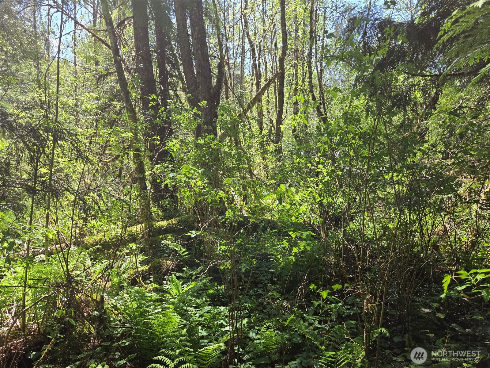0 Falls Road Randle, WA 98377 - Photo 3 of 17 a view of a yard with plants and tree