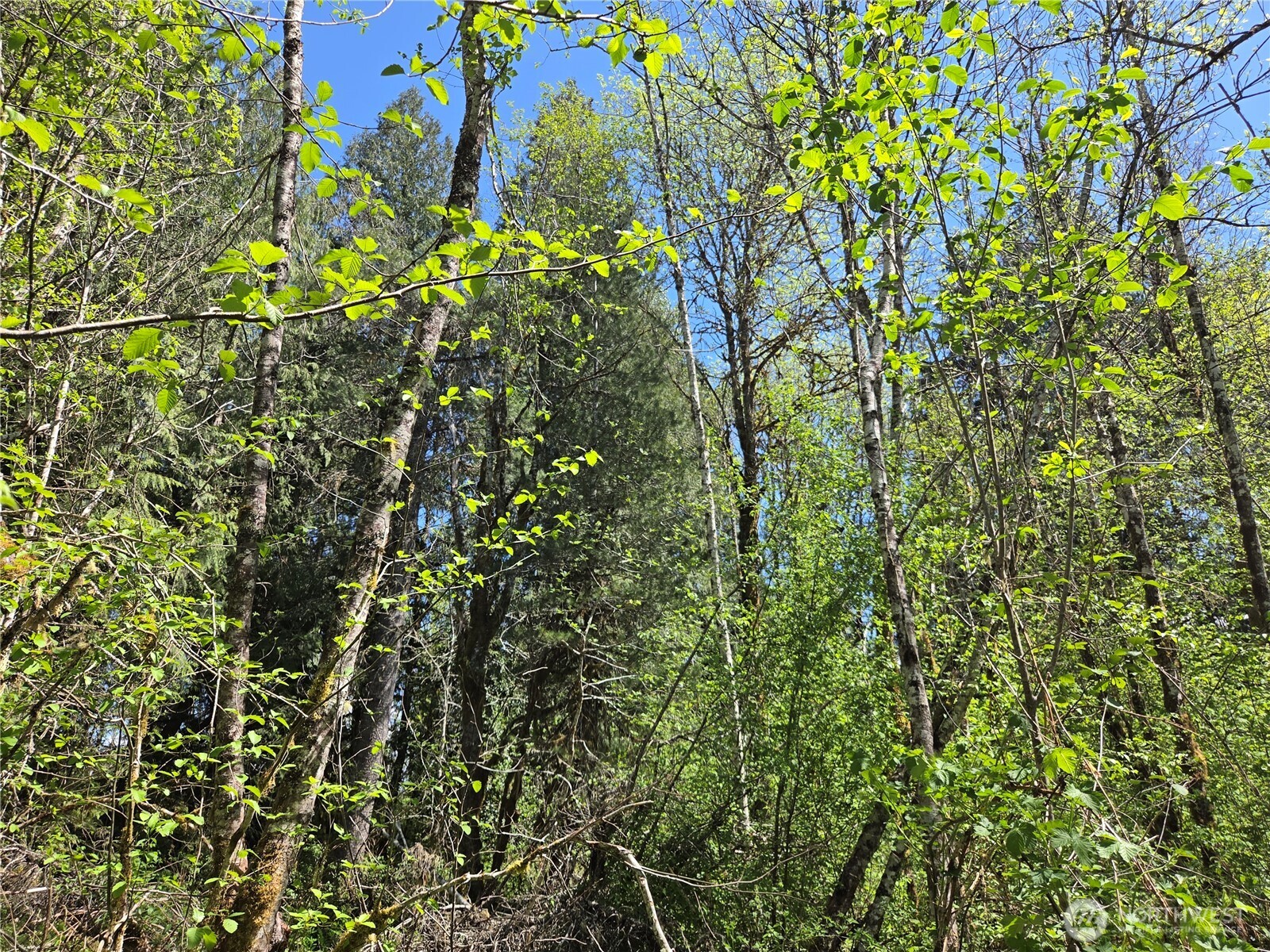 0 Falls Road Randle, WA 98377 - Photo 6 of 17 a view of a plant with a tree