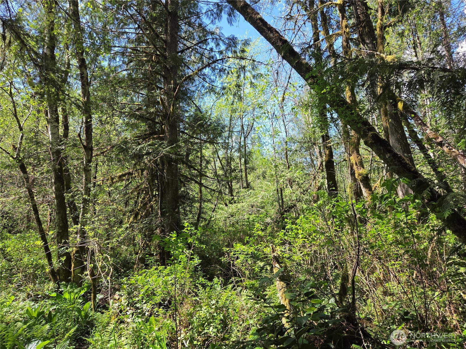 0 Falls Road Randle, WA 98377 - Photo 8 of 17 a view of a garden