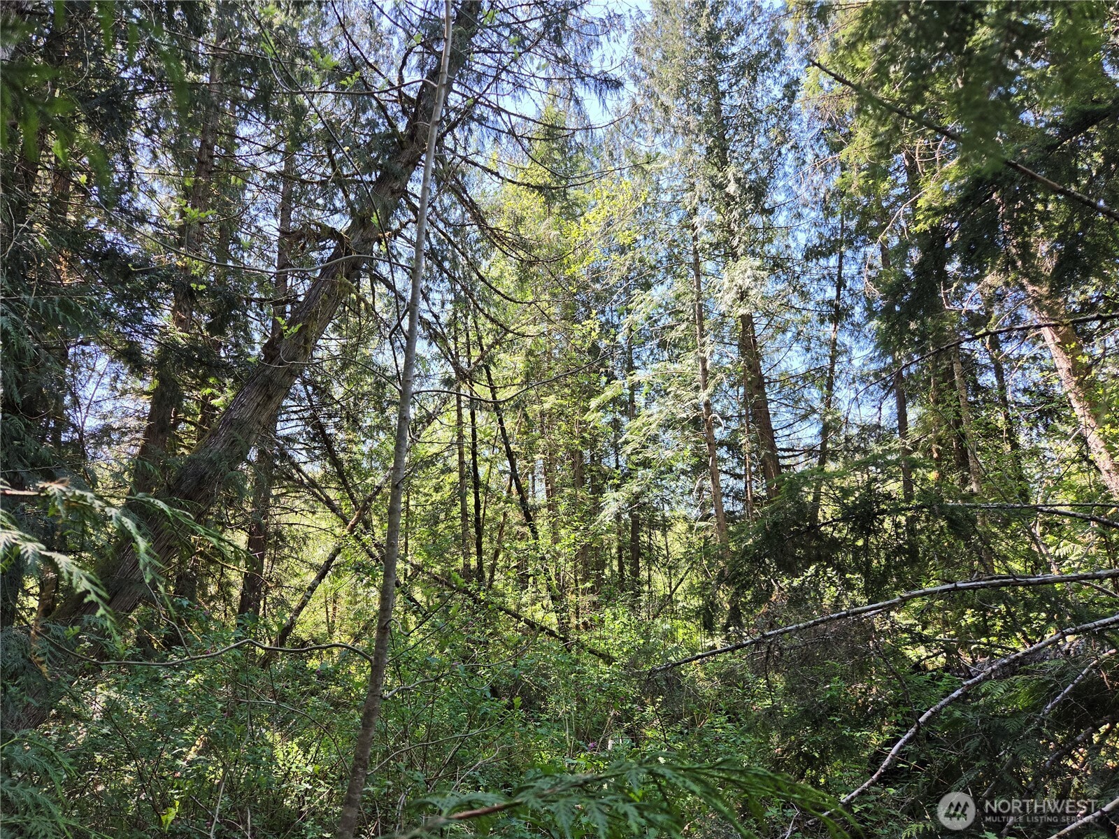0 Falls Road Randle, WA 98377 - Photo 10 of 17 a view of a tree in a yard