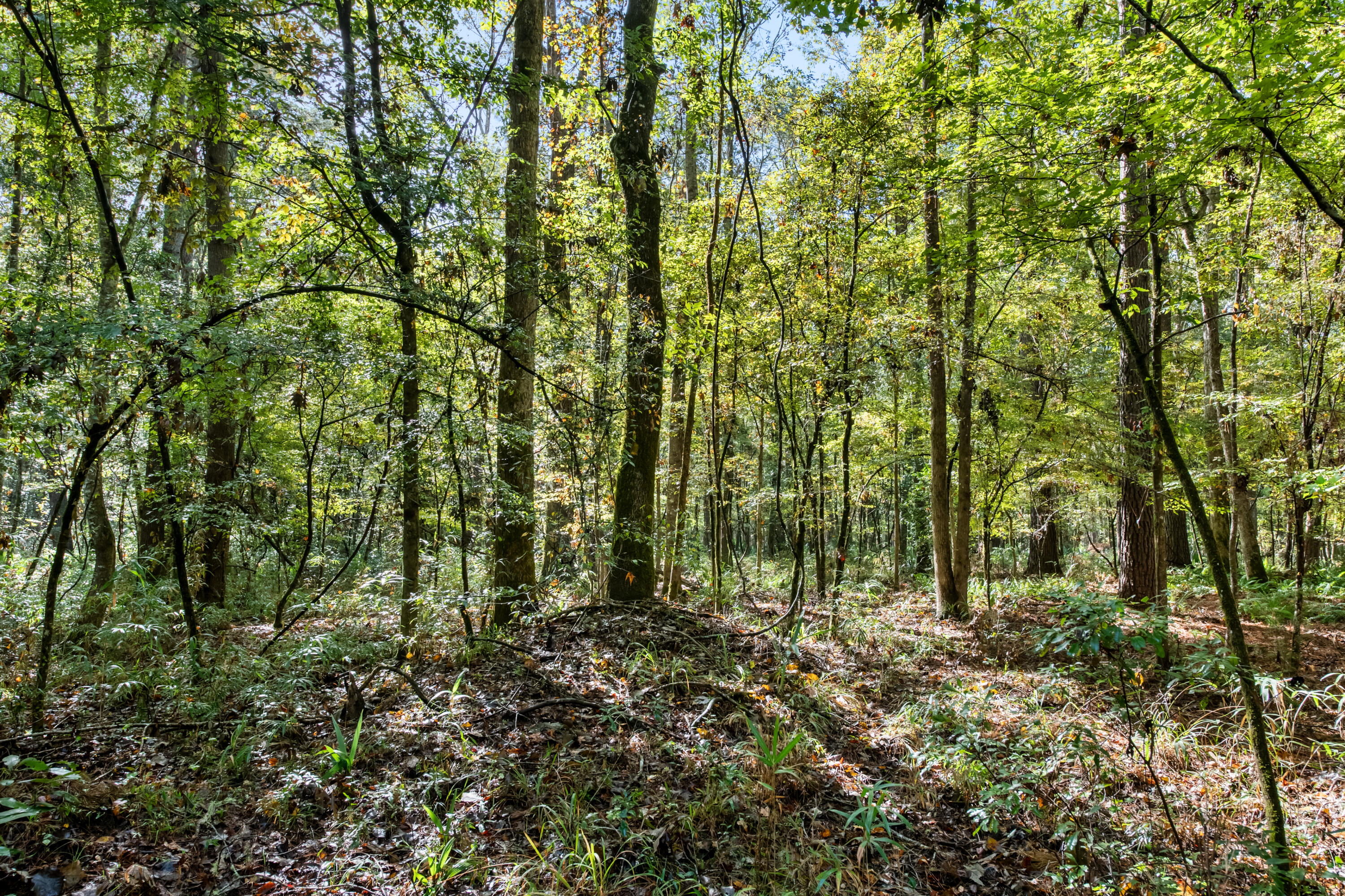 527-acres Spring Grove Road Adams Run, SC 29426 - Photo 20 of 44 HFL_OSBORNE TRACT-27