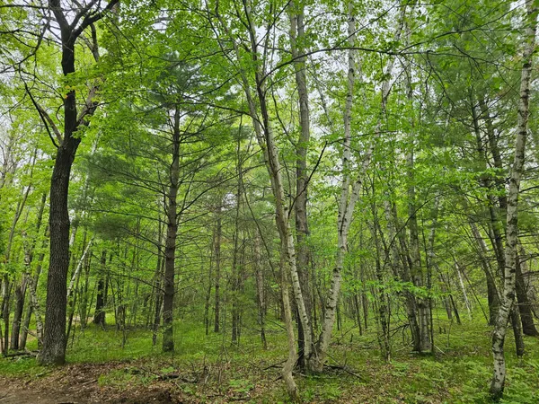 $39,900 | 25227 Kruger Road, Webster, WI 54893