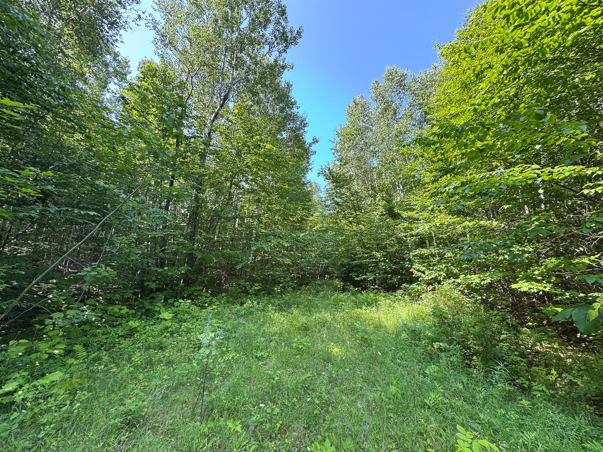 113 Town Hall Road Lakeville, ME 04487 - Photo 10 of 23 IMG_6779