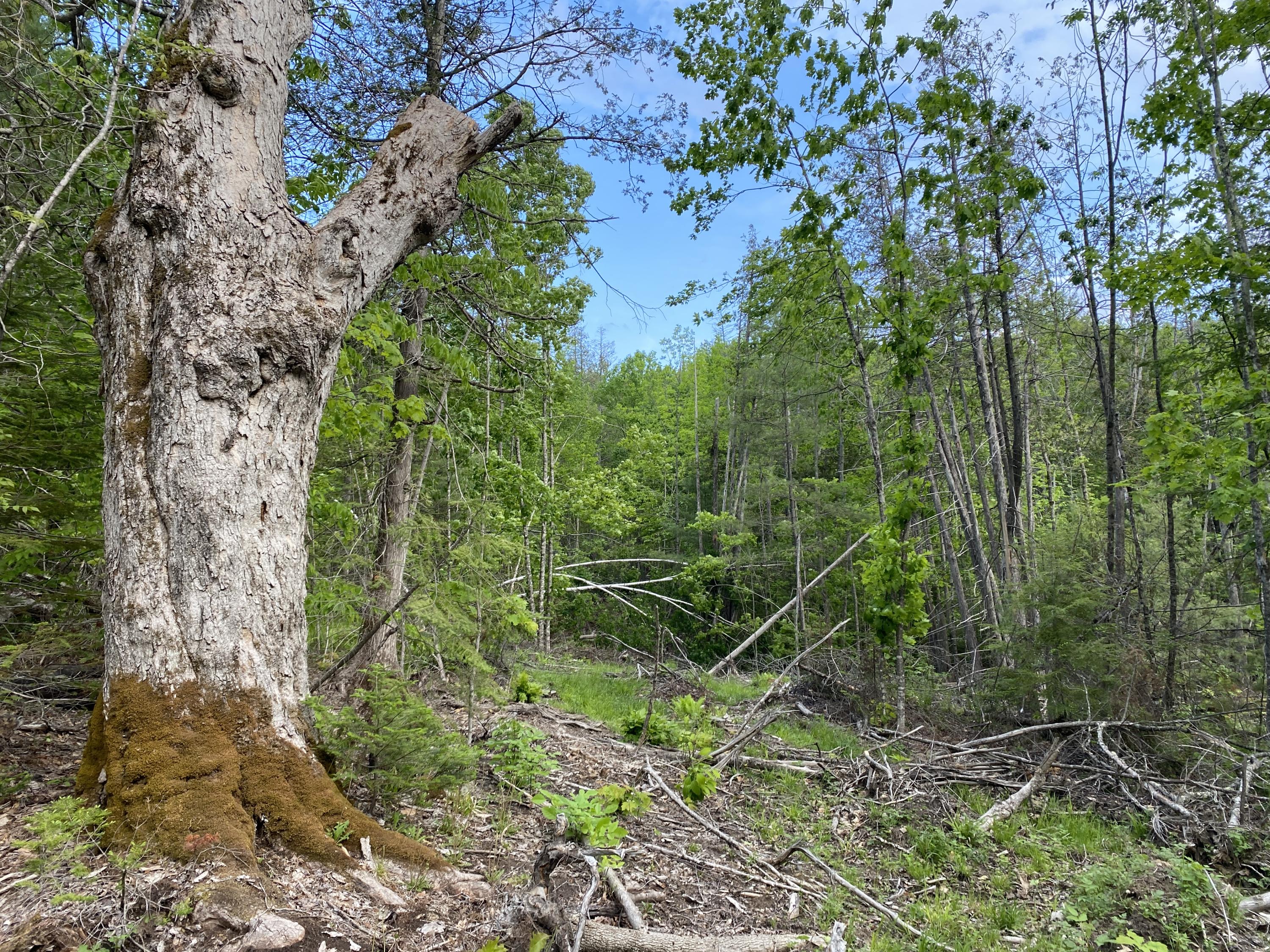 Lot A Dead Water Road Moscow, ME 04920 - Photo 8 of 8 IMG_1361
