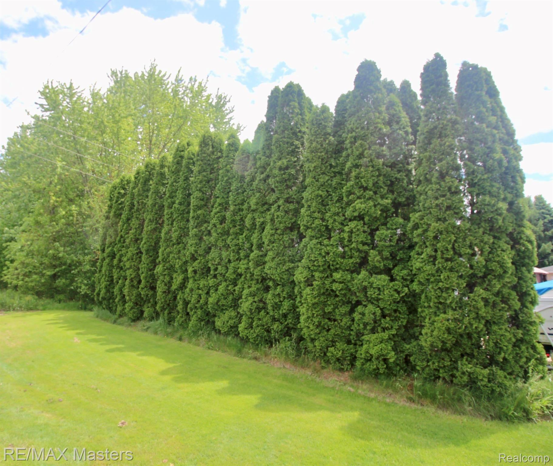 25777 Inkster Road Flat Rock, MI 48134 - Photo 47 of 52 This is my kind of privacy fence...gorgeous cedars that sway in the wind!