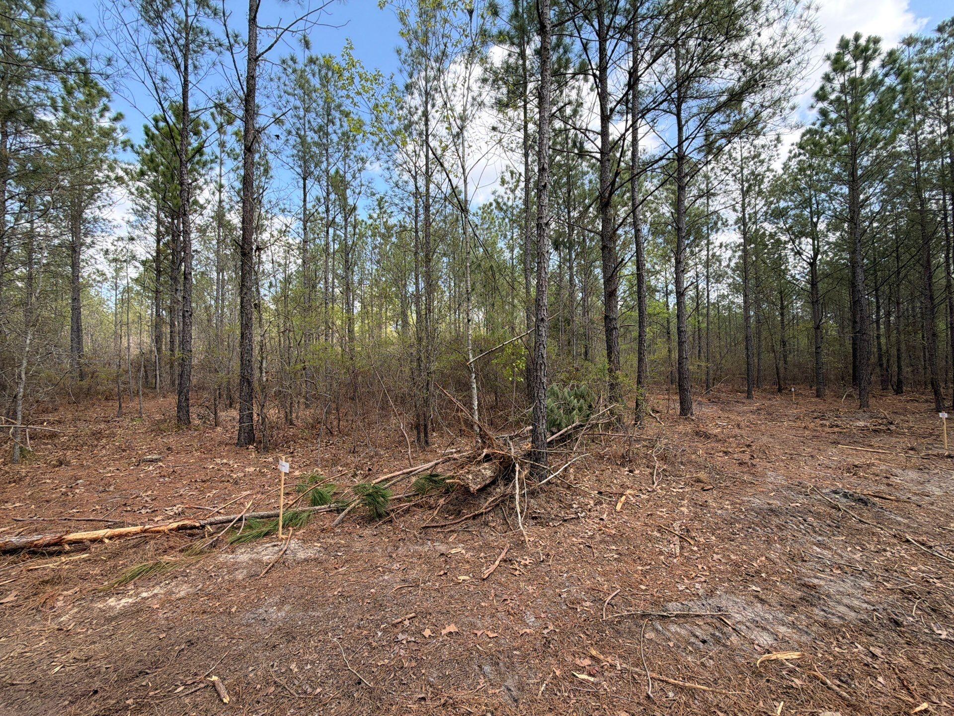 1 Mt Calvary Rd Ridge Spring, Unit CVA 1 Ridge Spring, SC 29129 - Photo 14 of 47 14-Mar 26 2026 04_32pm-MSCP