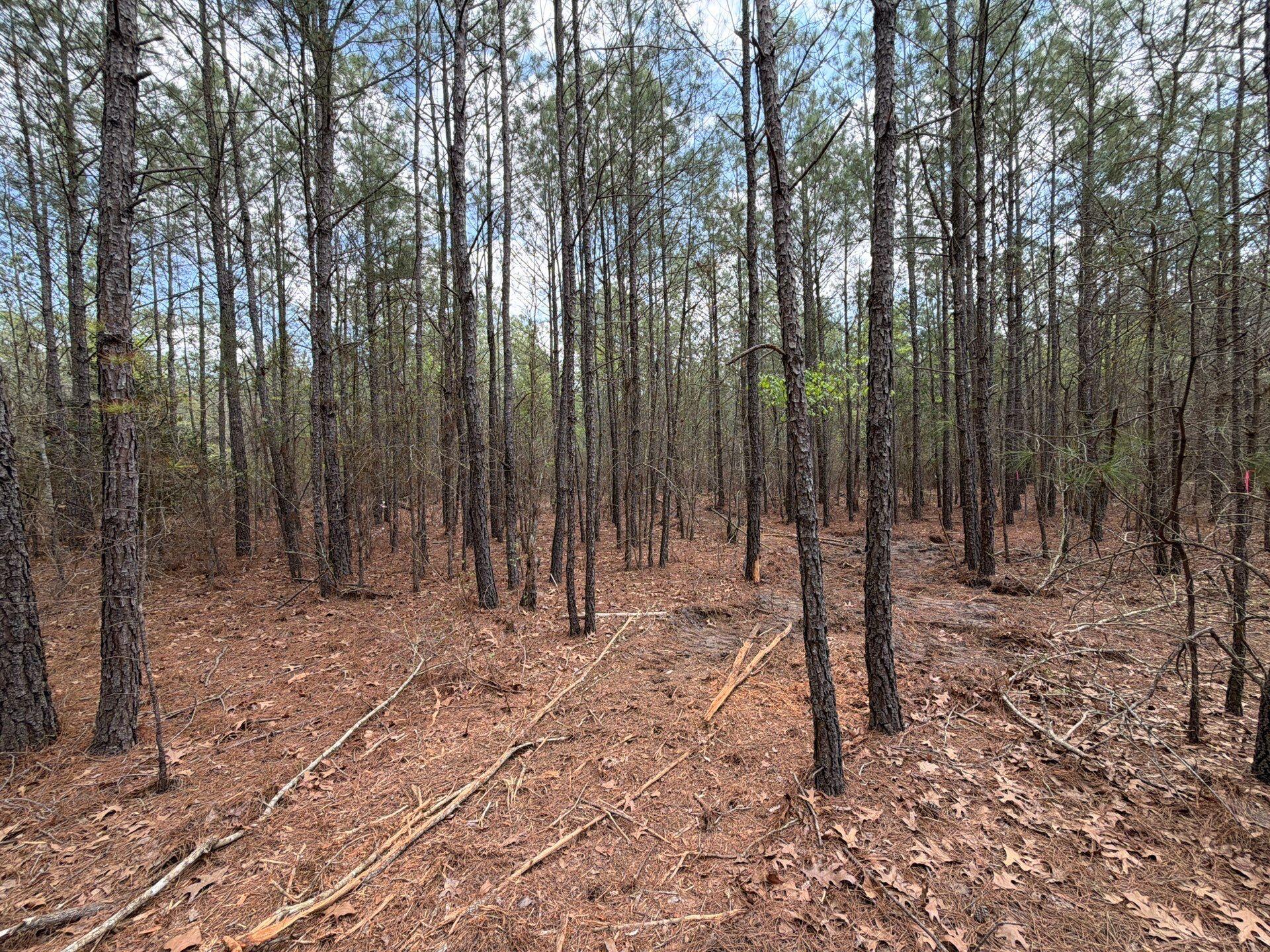 1 Mt Calvary Rd Ridge Spring, Unit CVA 1 Ridge Spring, SC 29129 - Photo 15 of 47 15-Mar 26 2026 04_34pm-qMBj