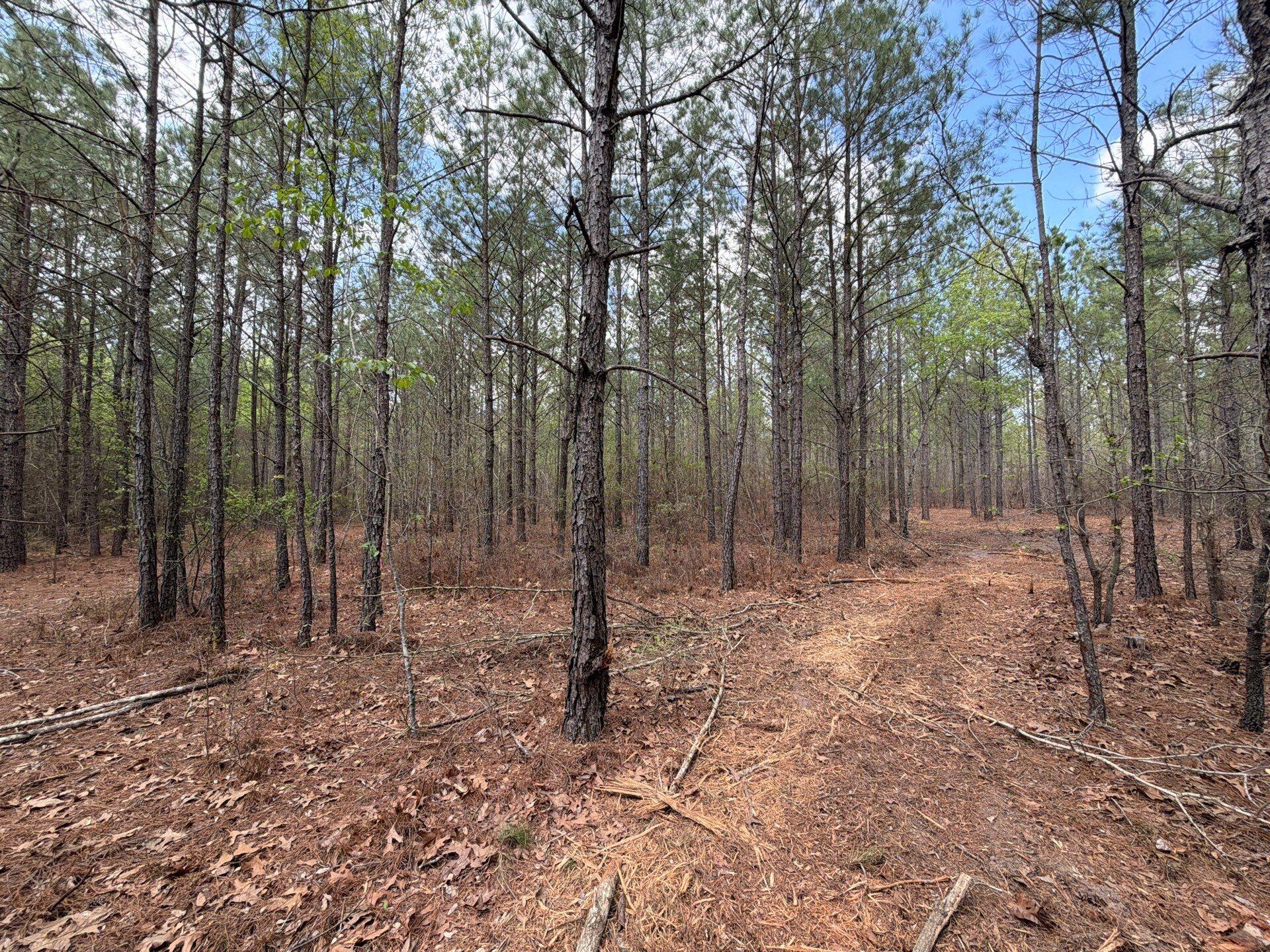 1 Mt Calvary Rd Ridge Spring, Unit CVA 1 Ridge Spring, SC 29129 - Photo 18 of 47 18-Mar 26 2026 04_34pm-MfSg