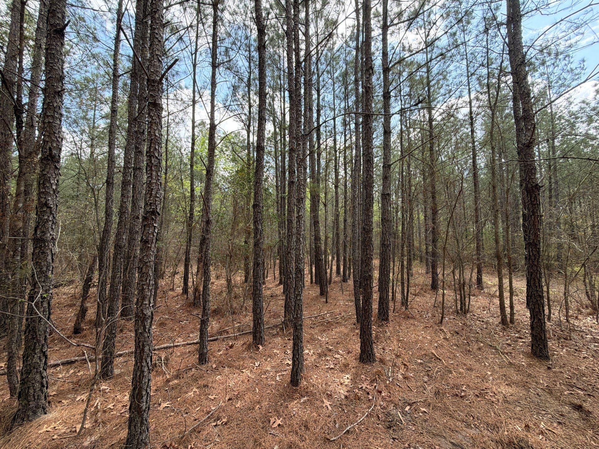 1 Mt Calvary Rd Ridge Spring, Unit CVA 1 Ridge Spring, SC 29129 - Photo 20 of 47 20-Mar 26 2026 04_34pm-QMeL