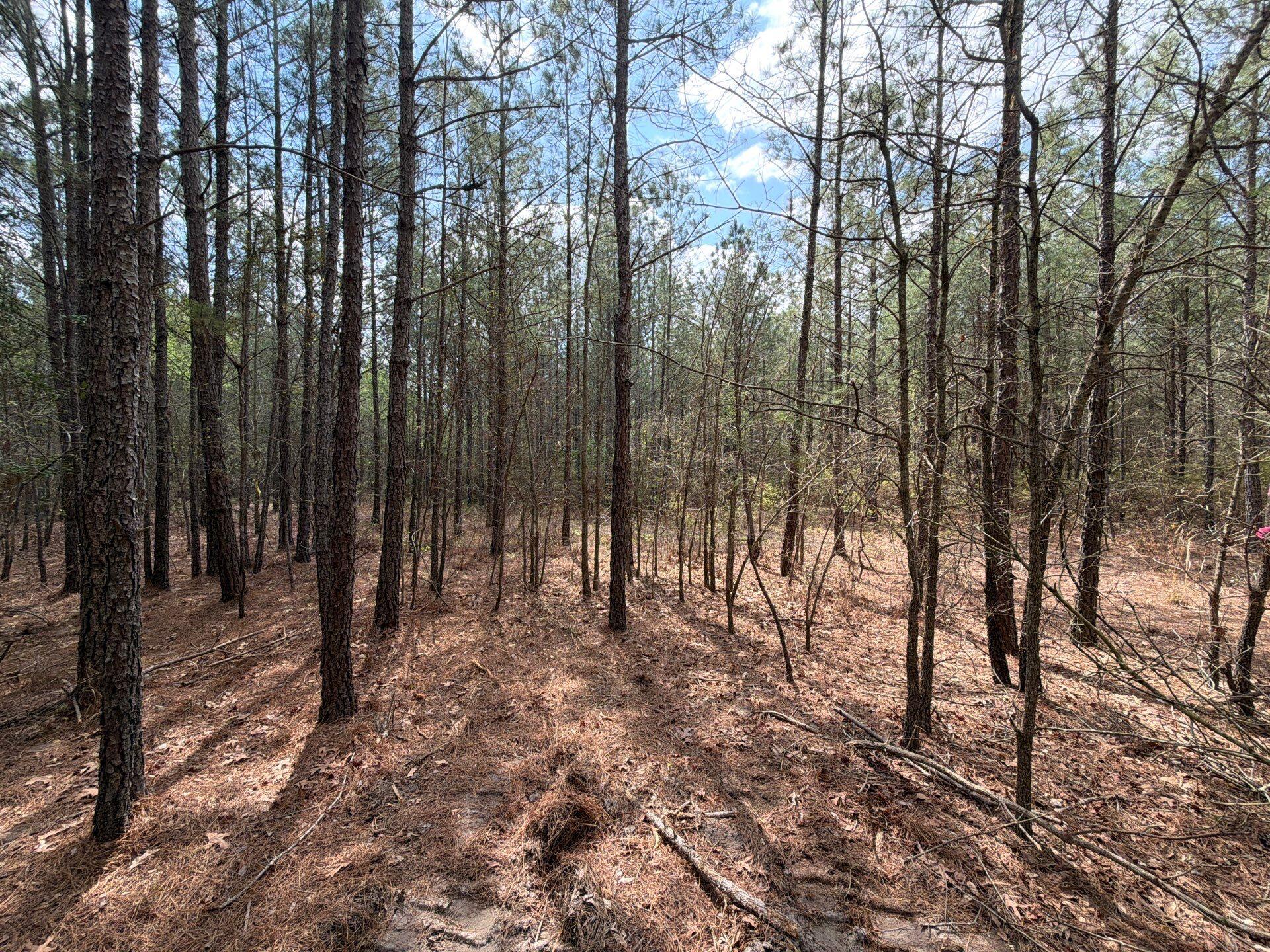 1 Mt Calvary Rd Ridge Spring, Unit CVA 1 Ridge Spring, SC 29129 - Photo 21 of 47 21-Mar 26 2026 04_34pm-89Bu