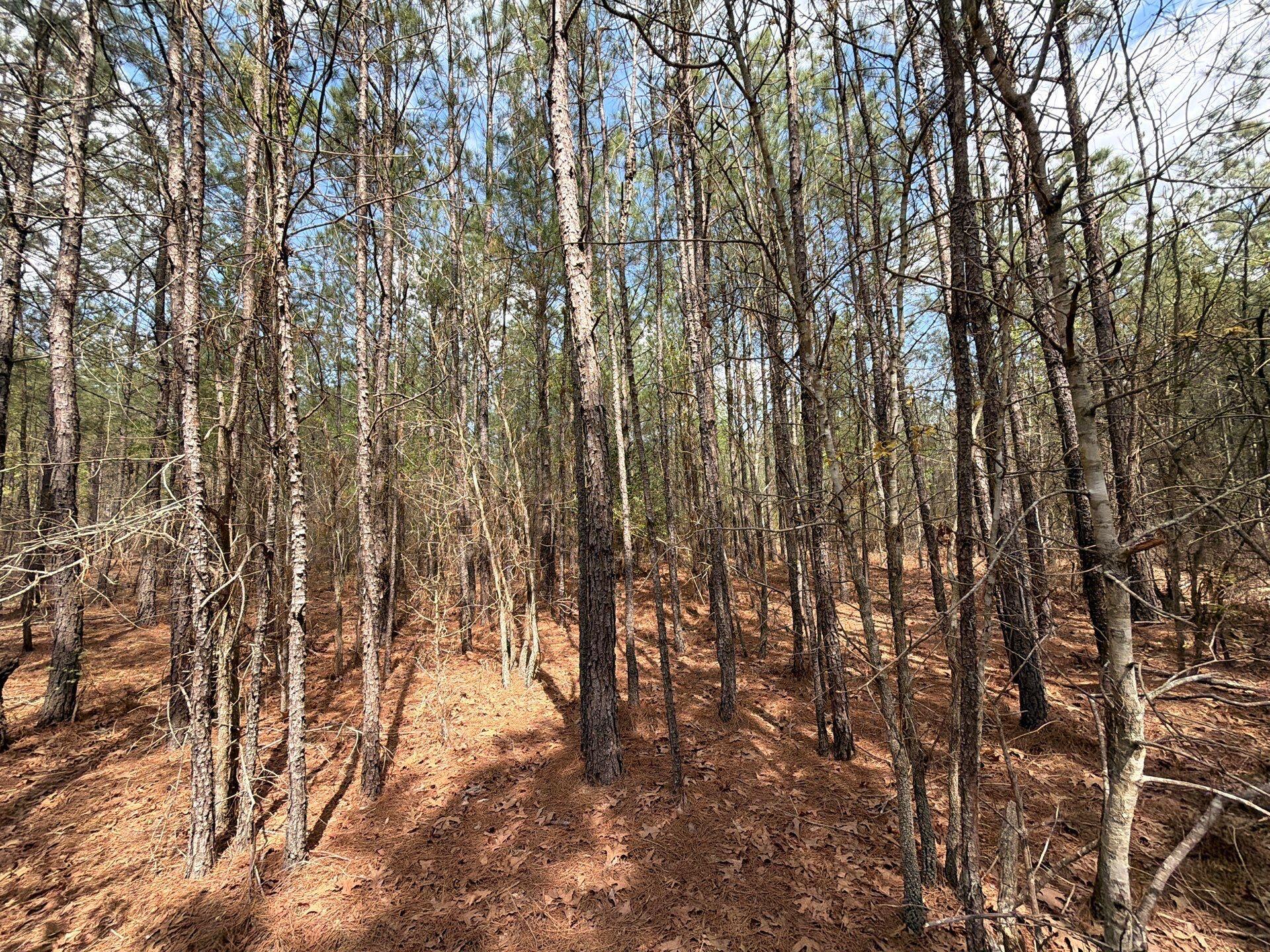 1 Mt Calvary Rd Ridge Spring, Unit CVA 1 Ridge Spring, SC 29129 - Photo 22 of 47 22-Mar 26 2026 04_34pm-evyd