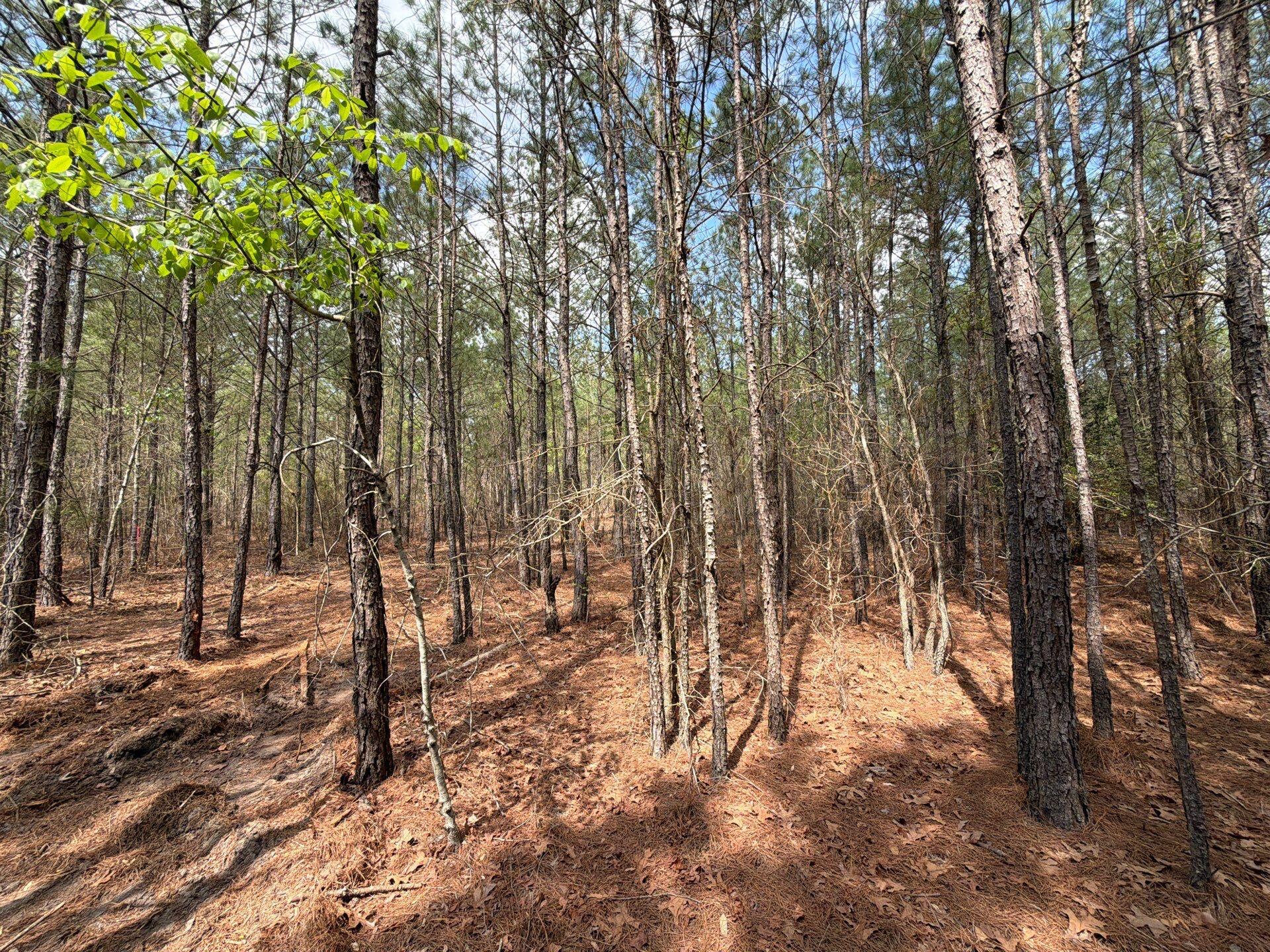 1 Mt Calvary Rd Ridge Spring, Unit CVA 1 Ridge Spring, SC 29129 - Photo 23 of 47 23-Mar 26 2026 04_34pm-DWYz