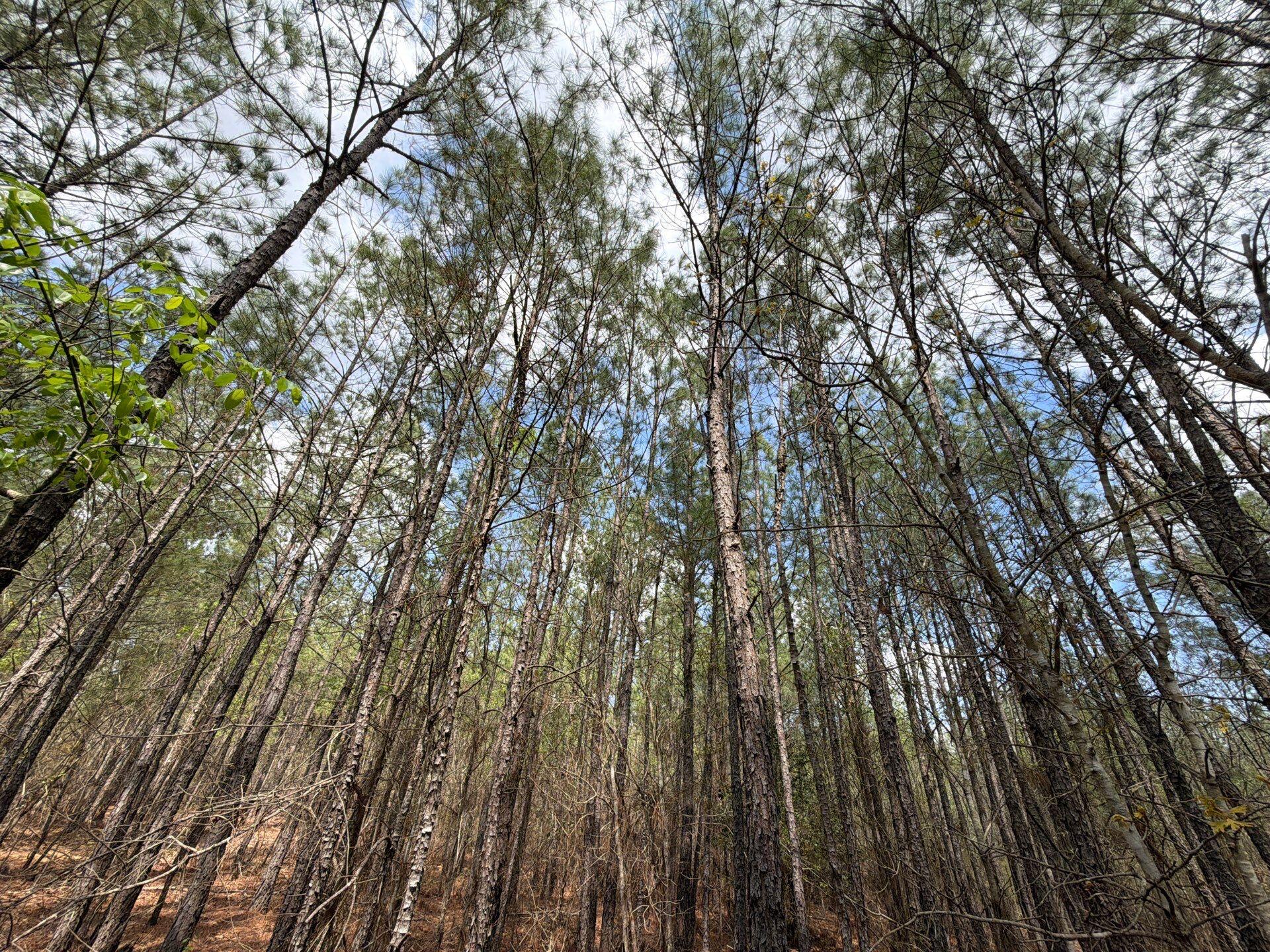 1 Mt Calvary Rd Ridge Spring, Unit CVA 1 Ridge Spring, SC 29129 - Photo 24 of 47 24-Mar 26 2026 04_35pm-z8qR