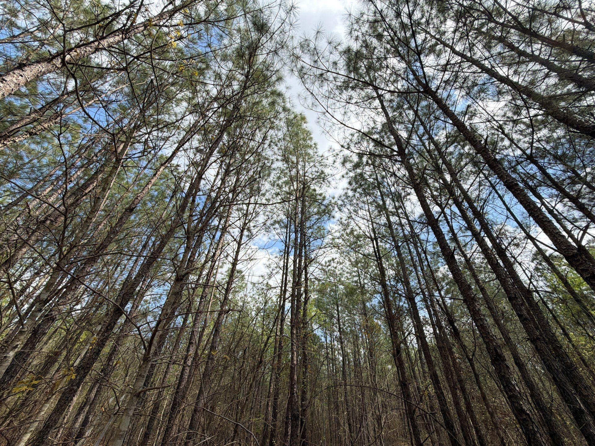 1 Mt Calvary Rd Ridge Spring, Unit CVA 1 Ridge Spring, SC 29129 - Photo 25 of 47 25-Mar 26 2026 04_35pm-72WS