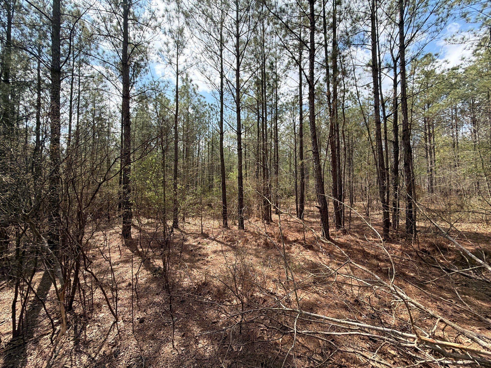 1 Mt Calvary Rd Ridge Spring, Unit CVA 1 Ridge Spring, SC 29129 - Photo 31 of 47 31-Mar 26 2026 04_47pm-jorb