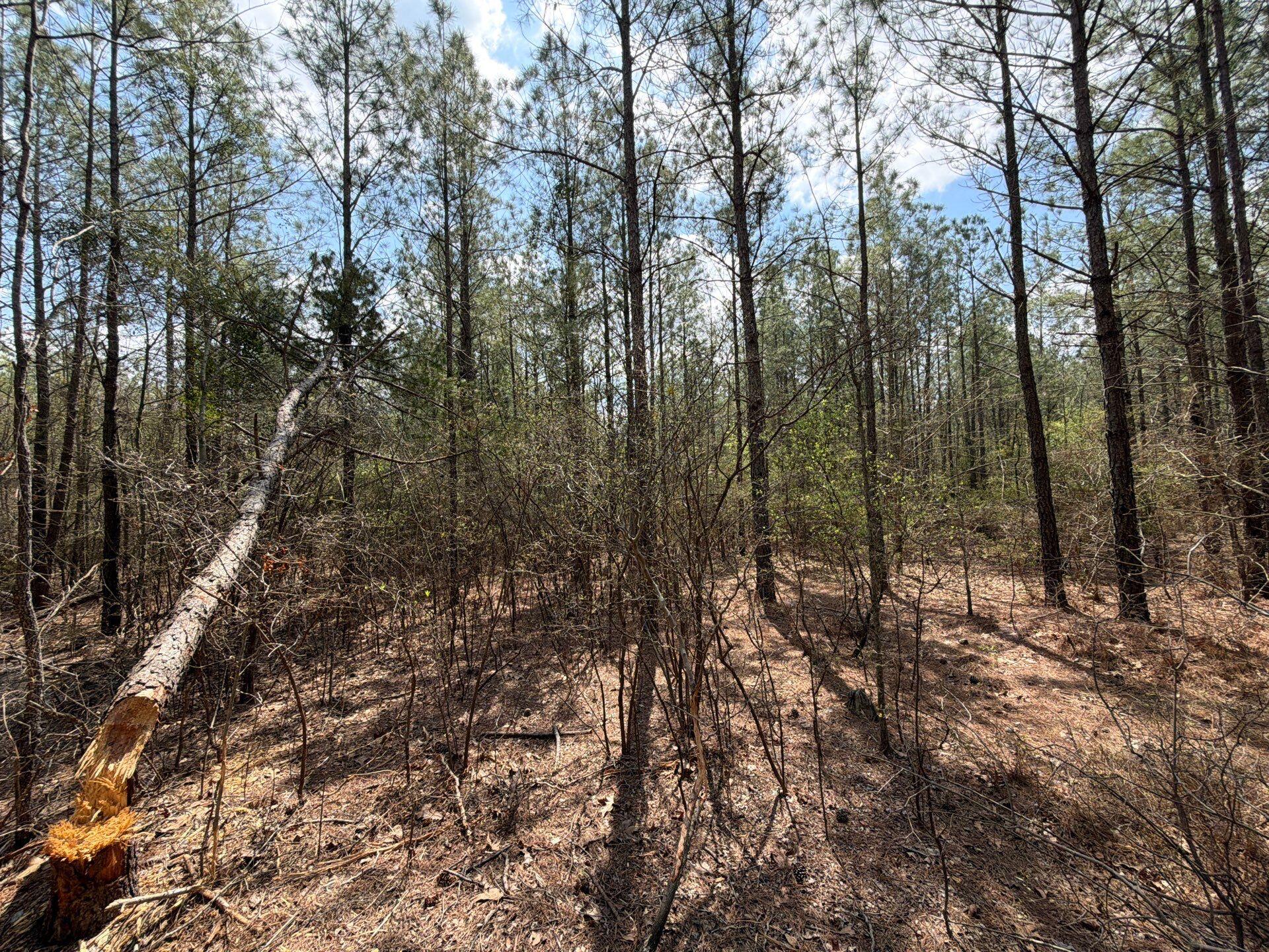 1 Mt Calvary Rd Ridge Spring, Unit CVA 1 Ridge Spring, SC 29129 - Photo 32 of 47 32-Mar 26 2026 04_47pm-GYNP
