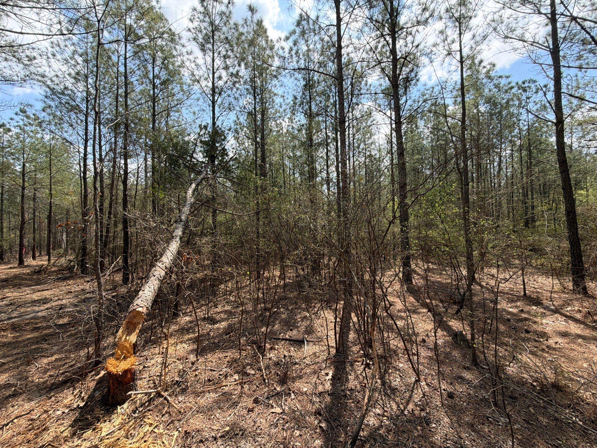 1 Mt Calvary Rd Ridge Spring, Unit CVA 1 Ridge Spring, SC 29129 - Photo 33 of 47 33-Mar 26 2026 04_47pm-GPR9